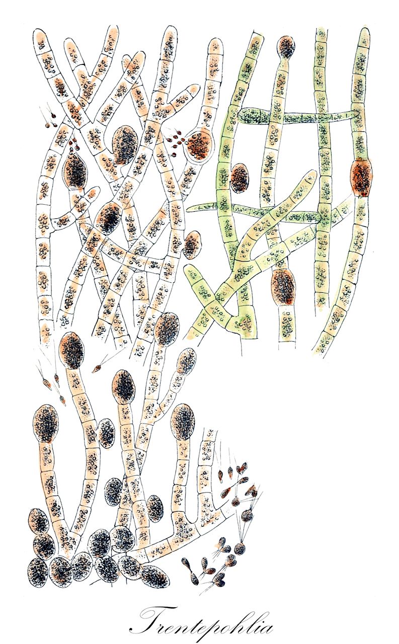 Trentepohlia - Trentepohliaceae,Biota,Plantae,Chlorophyta,Chlorophytina,Ulvophyceae,Trentepohliales,Trentepohliaceae,Trentepohlia,Byssus, Chroolepus, Tophora