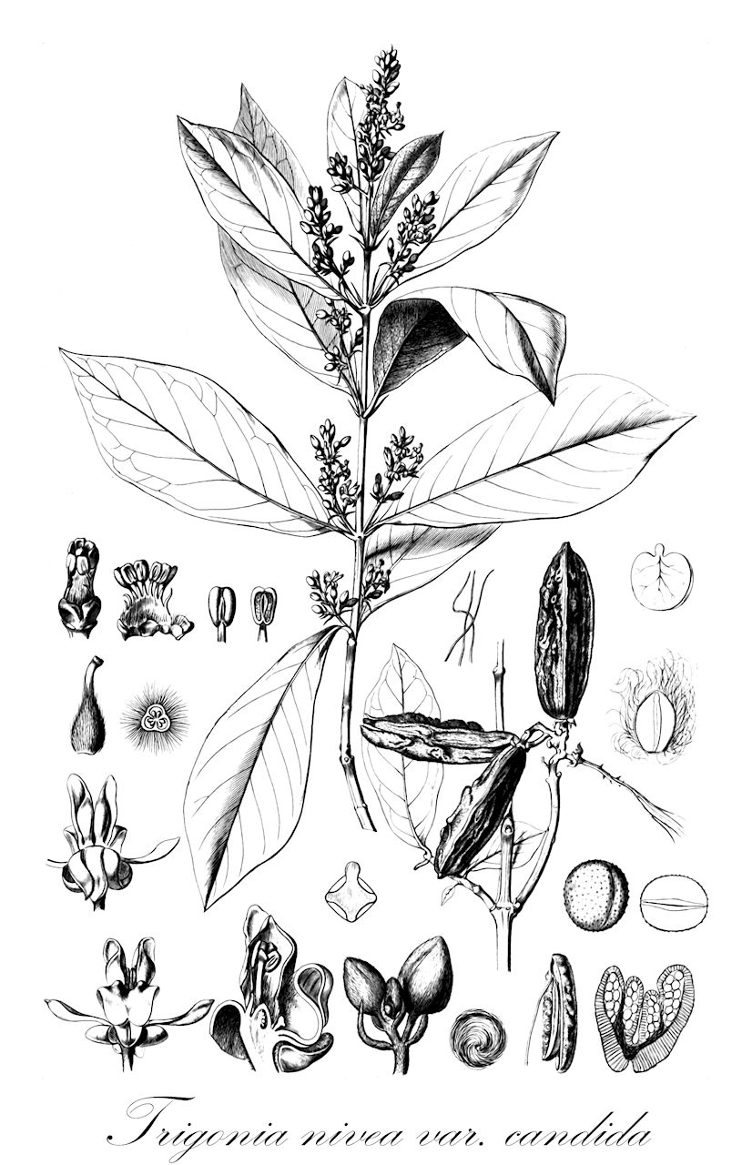 Trigonia nivea var. candida - Trigoniaceae,Plantae,Pteridobiotina,Angiosperms,Malpighiales,Trigoniaceae,Trigonia,Trigonia nivea,Trigonia nivea var. candida,Trigonia candida