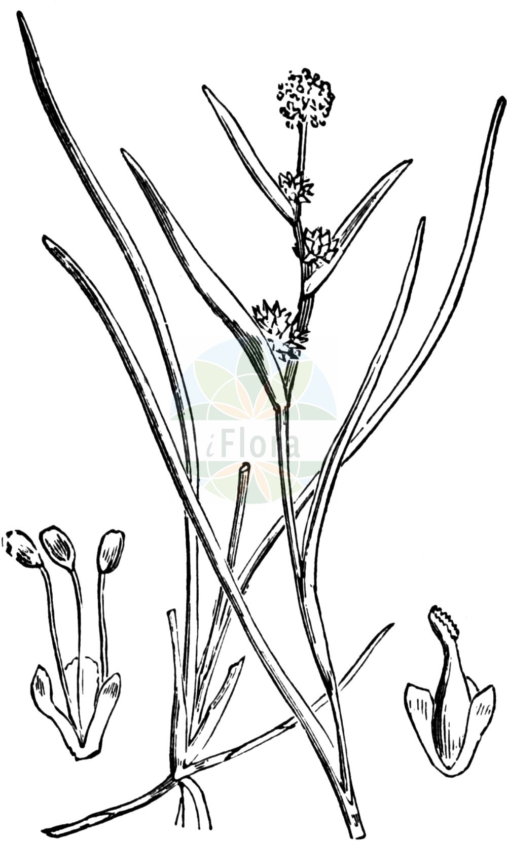 Historische Abbildung von Sparganium natans (Zwerg-Igelkolben - Least Bur-reed). Das Bild zeigt Blatt, Bluete, Frucht und Same. ---- Historical Drawing of Sparganium natans (Zwerg-Igelkolben - Least Bur-reed). The image is showing leaf, flower, fruit and seed.(Sparganium natans,Zwerg-Igelkolben,Least Bur-reed,Sparganium minimum,Sparganium natans,Zwerg-Igelkolben,Least Bur-reed,Little Bur-reed,Small Bur-reed,Sparganium,Igelkolben,Bur-reed,Typhaceae,Rohrkolbengewächse,Bur-reed family,Blatt,Bluete,Frucht,Same,leaf,flower,fruit,seed,Fitch et al. (1880))