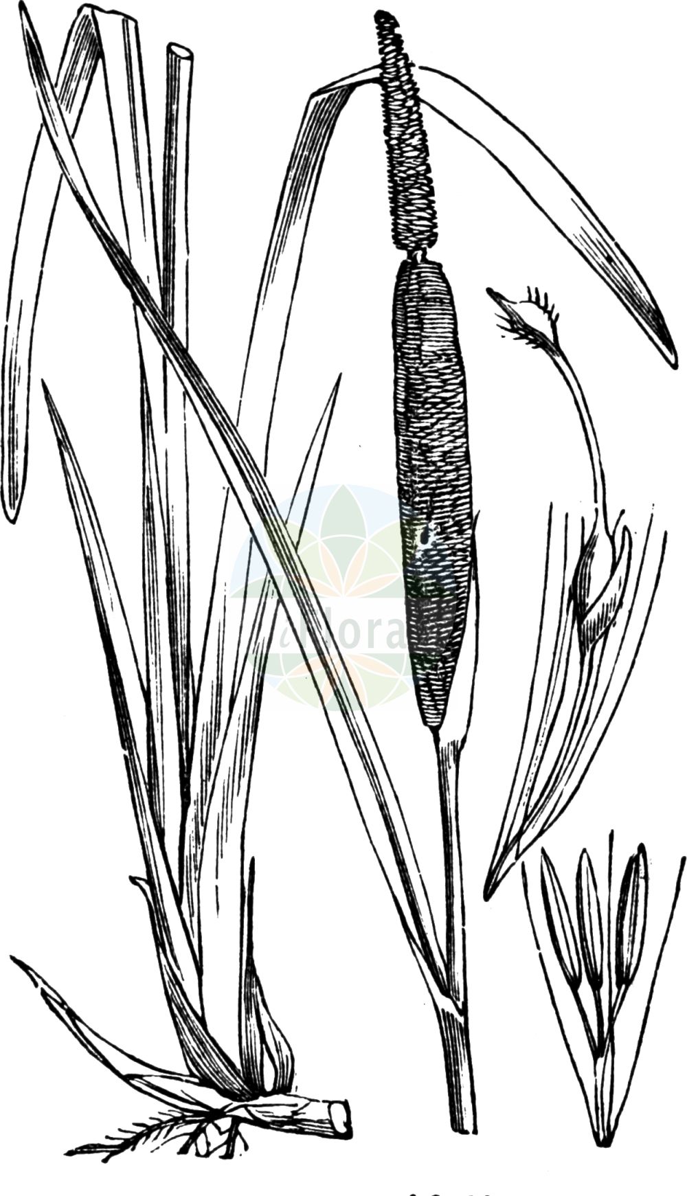 Historische Abbildung von Typha latifolia (Breitblättriger Rohrkolben - Bulrush). Das Bild zeigt Blatt, Bluete, Frucht und Same. ---- Historical Drawing of Typha latifolia (Breitblättriger Rohrkolben - Bulrush). The image is showing leaf, flower, fruit and seed.(Typha latifolia,Breitblättriger Rohrkolben,Bulrush,Typha caspica,Typha latifolia,Typha sibirica,Breitblaettriger Rohrkolben,Bulrush,Cattail,Broad-leaved Reed Mace,Broadleaf Cattail,Common Cat-tail,Great Reedmace,Poker Plant,Typha,Rohrkolben,Cattail,Typhaceae,Rohrkolbengewächse,Bur-reed family,Blatt,Bluete,Frucht,Same,leaf,flower,fruit,seed,Fitch et al. (1880))