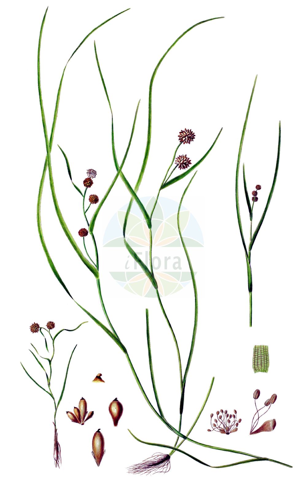 Historische Abbildung von Sparganium hyperboreum. Das Bild zeigt Blatt, Bluete, Frucht und Same. ---- Historical Drawing of Sparganium hyperboreum. The image is showing leaf, flower, fruit and seed.(Sparganium hyperboreum,Sparganium hyperboreum,Sparganium,Igelkolben,Bur-reed,Typhaceae,Rohrkolbengewächse,Bur-reed family,Blatt,Bluete,Frucht,Same,leaf,flower,fruit,seed,Oeder (1761-1883))