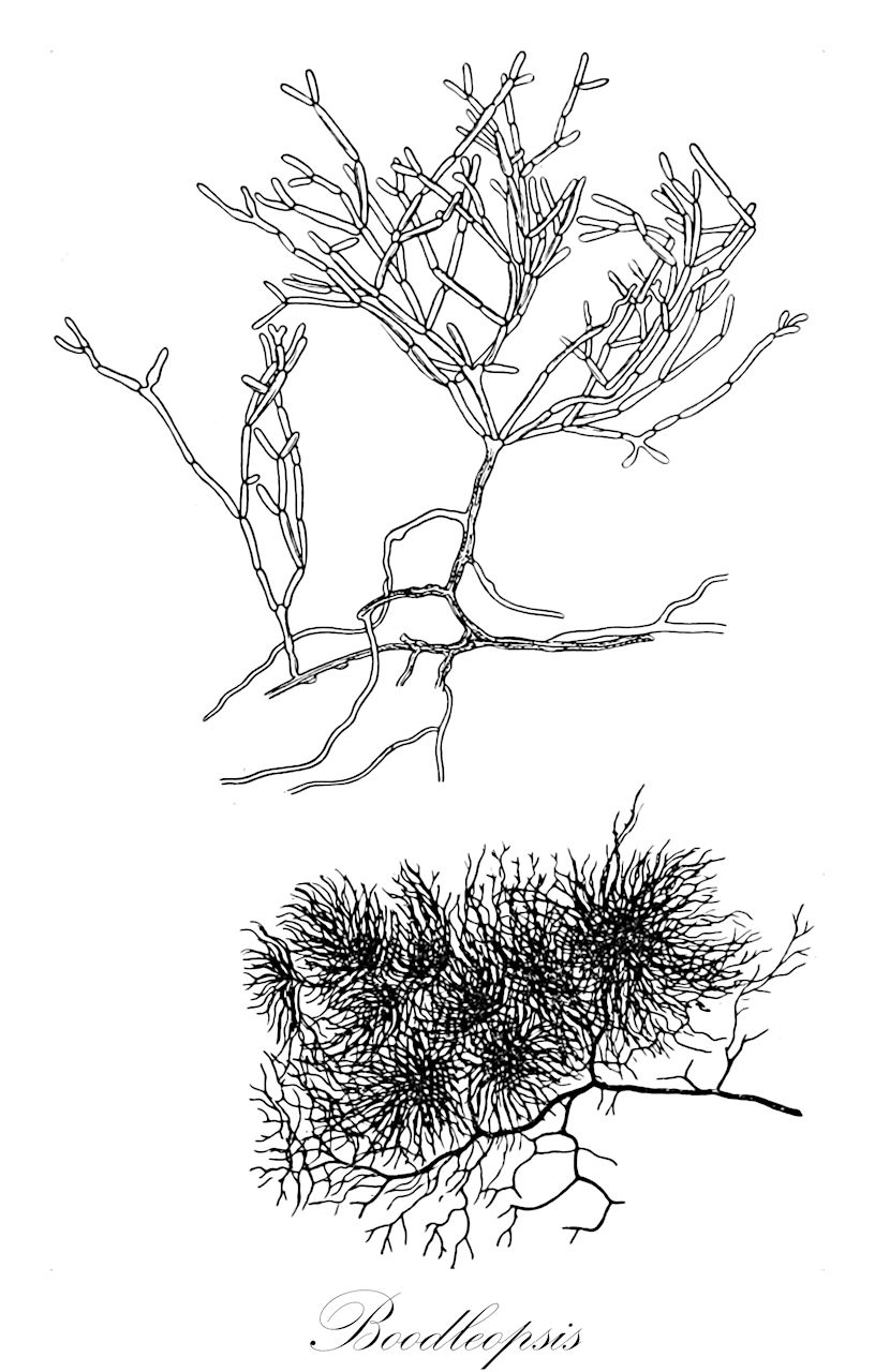 Boodleopsis - Boodleaceae,Biota,Plantae,Chlorophyta,Chlorophytina,Ulvophyceae,Bryopsidales,Udoteaceae,Boodleopsis