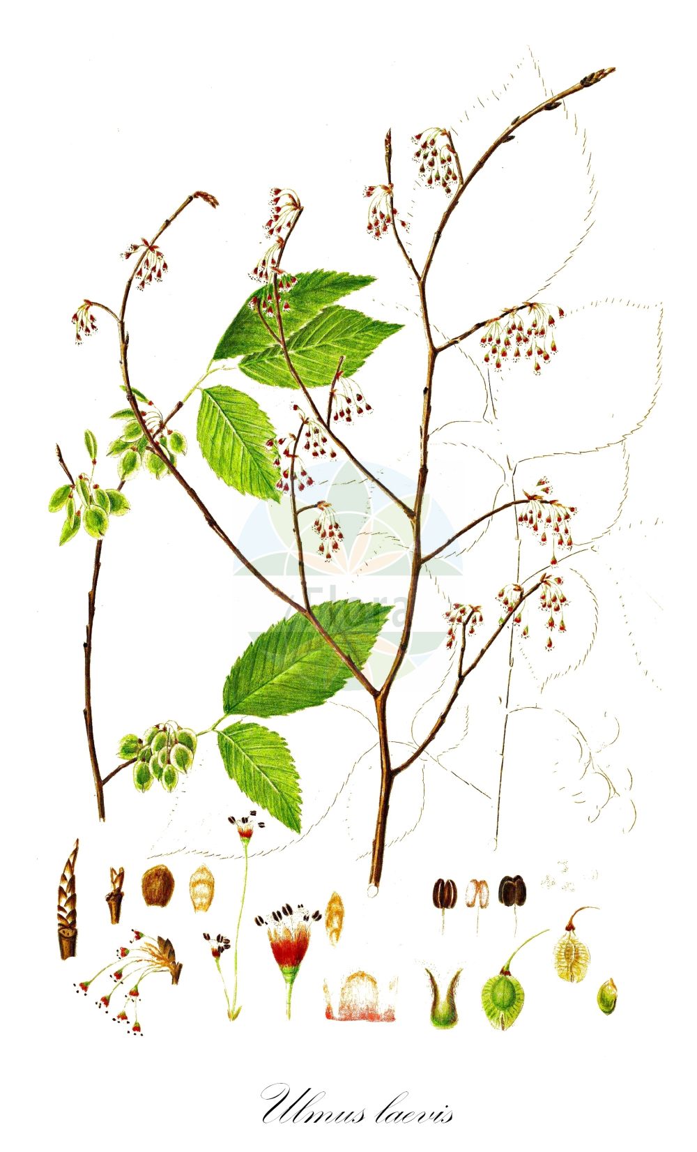 Historische Abbildung von Ulmus laevis (Flatter-Ulme - European White-elm). Das Bild zeigt Blatt, Bluete, Frucht und Same. ---- Historical Drawing of Ulmus laevis (Flatter-Ulme - European White-elm). The image is showing leaf, flower, fruit and seed.(Ulmus laevis,Flatter-Ulme,European White-elm,Ulmus effusa,Ulmus laevis,Ulmus pedunculata,Flatter-Ulme,European White-elm,Fluttering Elm,Spreading-branched Elm,Ulmus,Ulme,Elm,Ulmaceae,Ulmengewächse,Elm family,Blatt,Bluete,Frucht,Same,leaf,flower,fruit,seed,Oeder (1761-1883))