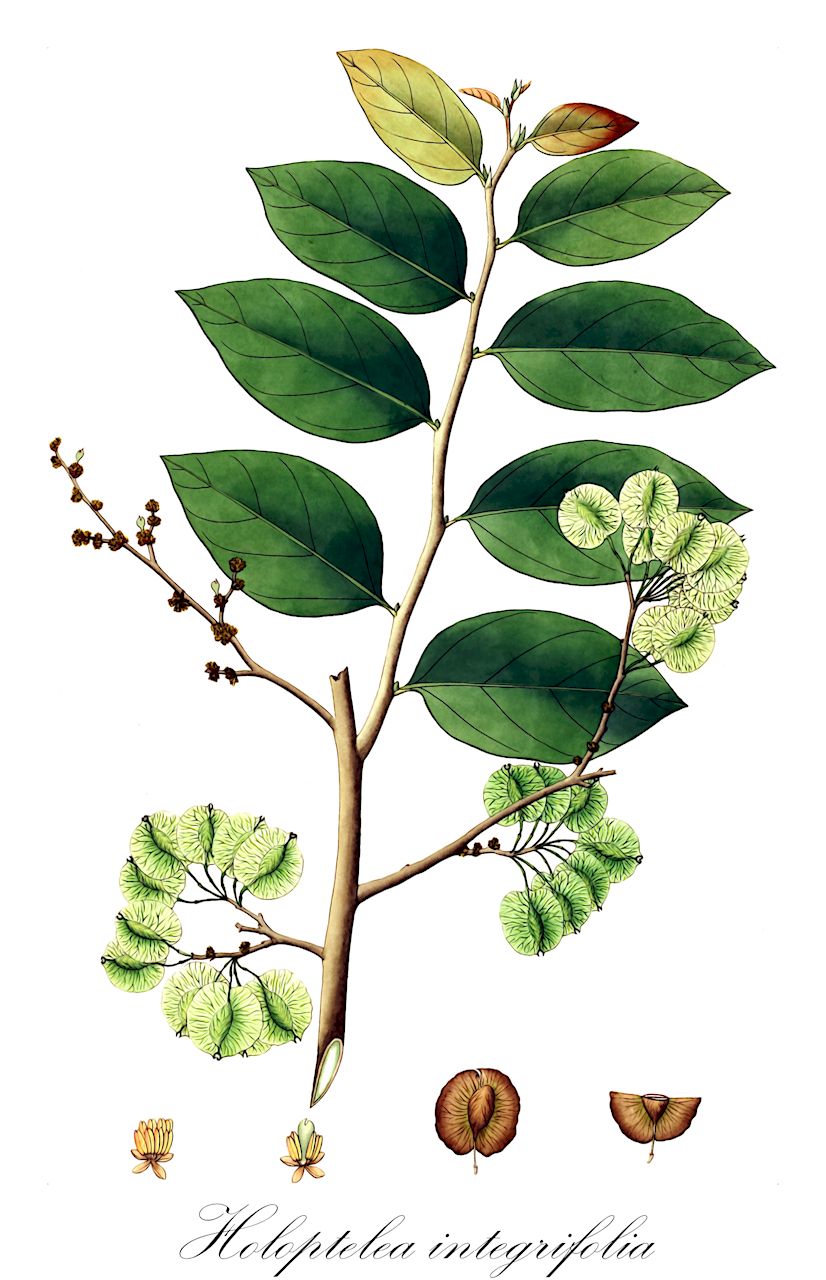 Holoptelea integrifolia - Ulmaceae,Plantae,Pteridobiotina,Angiosperms,Rosales,Ulmaceae,Holoptelea,Holoptelea integrifolia,Ulmus integrifolia