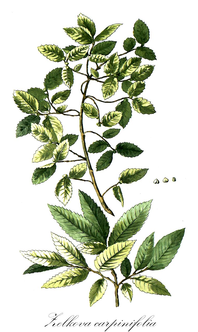 Zelkova carpinifolia - Ulmaceae,Plantae,Pteridobiotina,Angiosperms,Rosales,Ulmaceae,Zelkova,Zelkova carpinifolia,Rhamnus carpinifolia,Kaukasus-Zelkove;orme à feuilles de charme;orme du Caucase;orme de Sibérie;faux orme de Sibérie;olmo del Cáucaso;olmo siberiano;olmo del Caucaso;Kaukasische schijniepen;дзельква граболистная;zelkova;olmo del Caucas;zelkova del Caucas;kaukasisk zelkova;Kaukasisk zelkova;brzostownica kaukaska