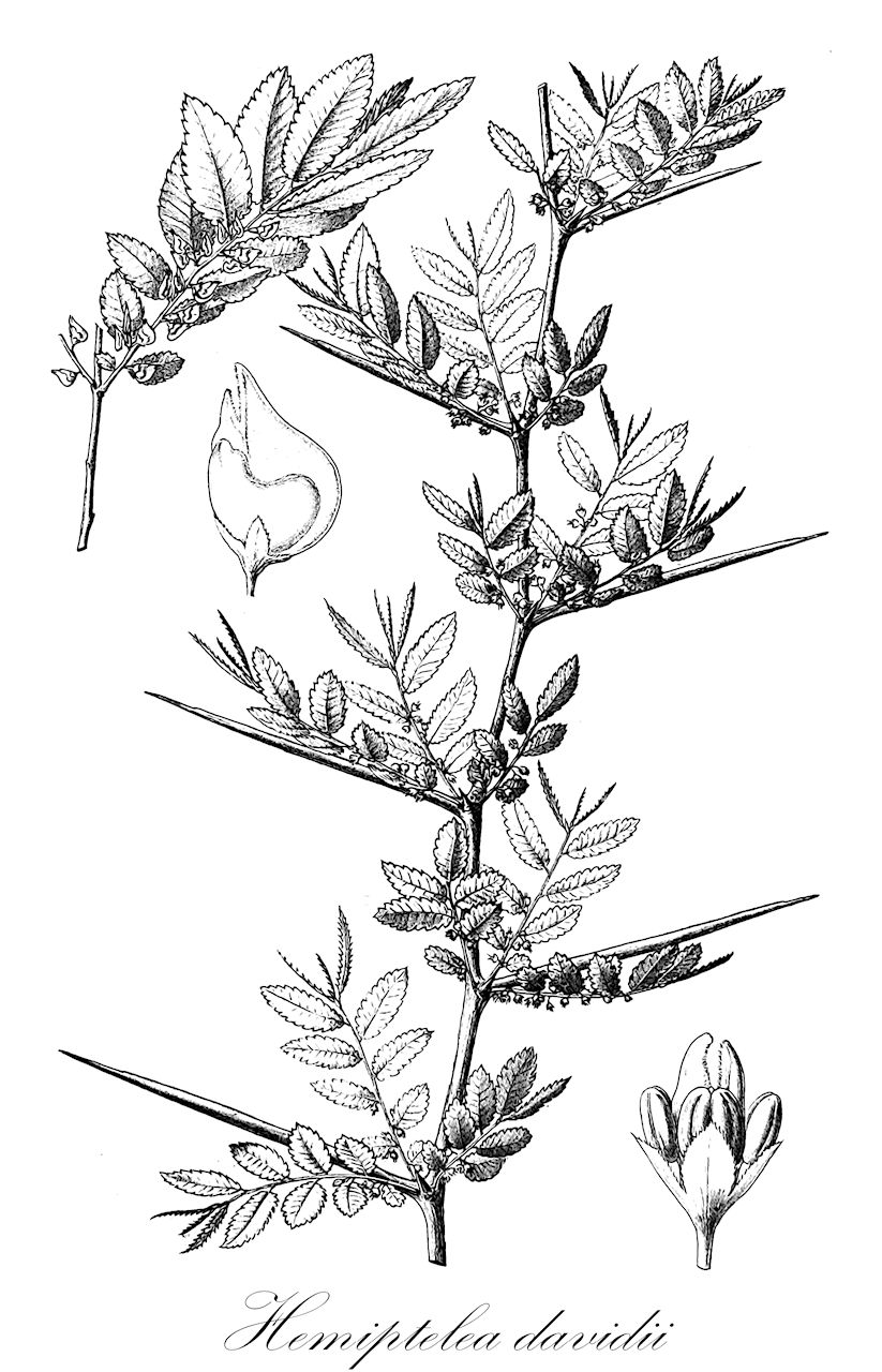 Hemiptelea davidii - Ulmaceae,Plantae,Pteridobiotina,Angiosperms,Rosales,Ulmaceae,Hemiptelea,Hemiptelea davidii,Abelicea davidii, Hemiptelea davidiana, Planera davidii, Zelkova davidiana, Zelkova davidii