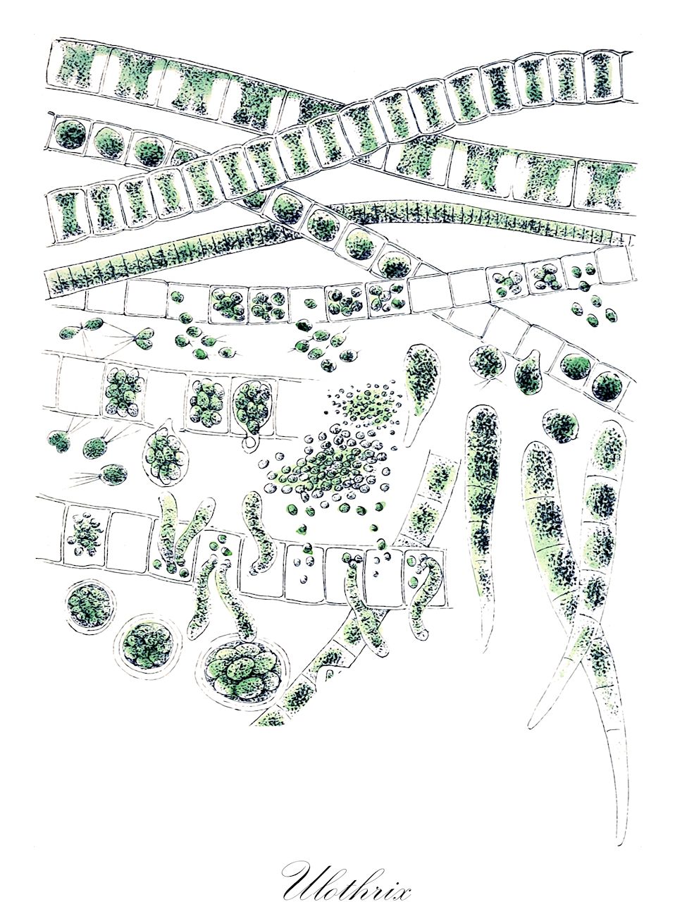 Ulothrix - Ulotrichaceae,Biota,Plantae,Chlorophyta,Chlorophytina,Ulvophyceae,Ulotrichales,Ulotrichaceae,Ulothrix