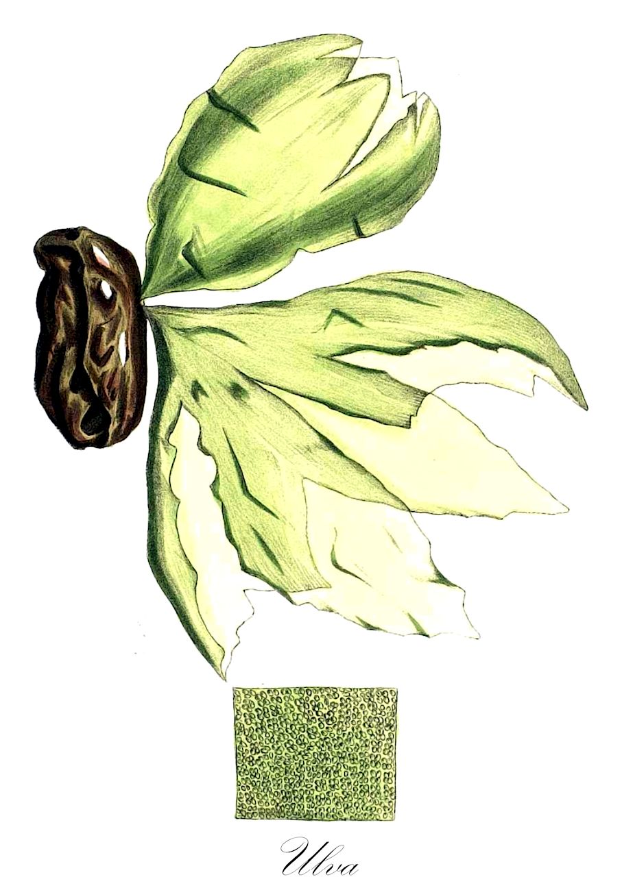 Ulva - Ulvaceae,Biota,Plantae,Chlorophyta,Chlorophytina,Ulvophyceae,Ulvales,Ulvaceae,Ulva,Enteromorpha, Phycoseris, Tubularia