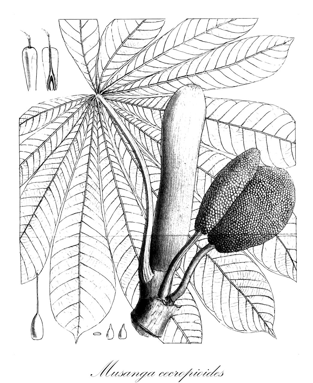 Musanga cecropioides - Urticaceae,Plantae,Pteridobiotina,Angiosperms,Rosales,Urticaceae,Musanga,Musanga cecropioides,Musanga smithii