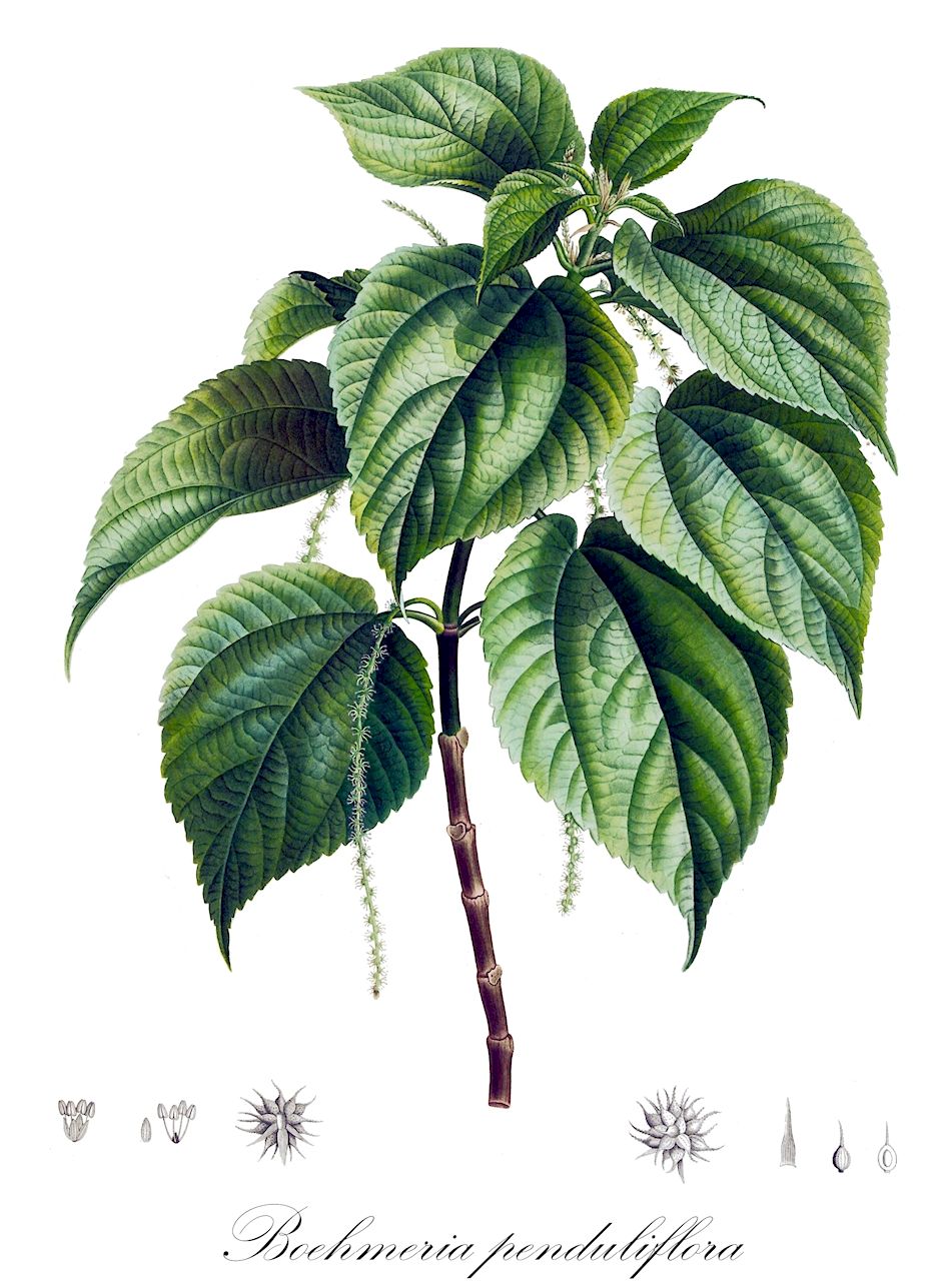 Boehmeria penduliflora - Urticaceae,Plantae,Pteridobiotina,Angiosperms,Rosales,Urticaceae,Boehmeria,Boehmeria penduliflora,Boehmeria densiflora var. intermedia, Boehmeria densiflora var. penduliflora, Boehmeria macrophylla, Urtica penduliflora