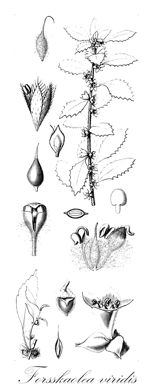 Forsskaolea viridis - Urticaceae,Plantae,Pteridobiotina,Angiosperms,Rosales,Urticaceae,Forsskaolea,Forsskaolea viridis