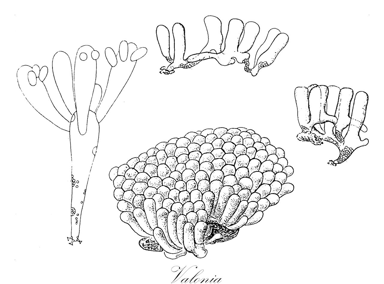 Valonia - Chlorophyta,Biota,Plantae,Chlorophyta,Chlorophytina,Ulvophyceae,Siphonocladales,Valoniaceae,Valonia,Ventricaria