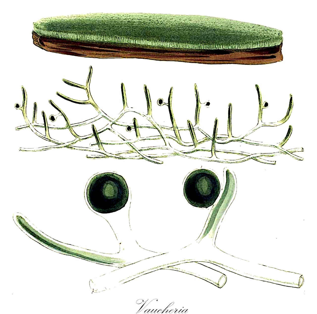 Vaucheria - Vaucheriaceae,Biota,Chromista,Ochrophyta,Xanthophyceae,Vaucheriales,Vaucheriaceae,Vaucheria,Ectosperma