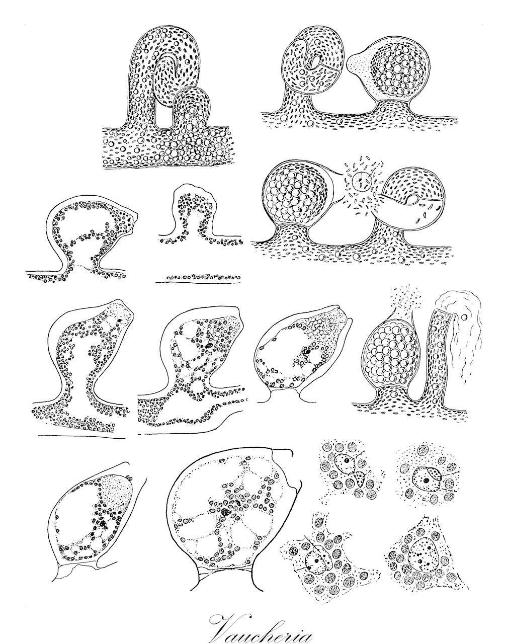 Vaucheria - Vaucheriaceae,Biota,Chromista,Ochrophyta,Xanthophyceae,Vaucheriales,Vaucheriaceae,Vaucheria,Ectosperma