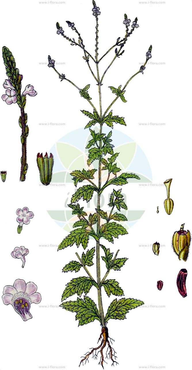 Verbena officinalis - Verbenaceae,Plantae,Pteridobiotina,Angiosperms,Lamiales,Verbenaceae,Verbena,Verbena officinalis,Verbena adulterina, Verbena officinalis subsp. officinalis, Vitex adulterina,Echtes Eisenkraut;Eisenkraut;Gewöhnliches Eisenkraut;vervain;common verbena;european vervain;holywort;herb of the cross;Verveine officinale;verveine sauvage;herbe à tous maux;herbe sacrée;herbe aux sorcières;verveine;verbena comun;verbena macho;verbena alta;verbena común;verbena;curasana;hierba de la ictericia;hierba de los ribazos;hierba de Santa Isabel;hierba sagrada;hierba santa;hierba verbena;verbena fina;verbena mayor;verbena oficinal;Verbena comune;verbena;berbena;erba buona;columbaria;ijzerhard;erva-dos-leprosos;urgebão;algebão;algebrado;algebrão;aljabão;argebão;erva-sagrada;gerbão;gerivão;gervão;gervião;gervivão;girbão;giribão;jarvão;ulgebrão;urgrabrão;verbena;вербена аптечная;вербена лекарственная;mineçiçeği;barshpreetkë;barshpretkë;sporisi mjekësor;barbera;berbena;herba barbera;herba berbena;ljekoviti sporiš;moeras-beemdgras;läkeverbena;järnört;læge-jernurt;werbena lekarska;werbena pospolita;kumatsuzura;クマツズラ;kumatsutsura;クマツツラ;navadni sporiš;közönséges vasfű;sporýš lékařský;sporiș;železník lekársky;вербена лікарська;версин;върбинка стрък;железник;лечебна върбинка;спореш;rohtoverbena;врбена;љутовница;обична врбена;verbenah refu'it;וֶרְבֵּנָה רְפוּאִית;ma bian cao;mǎ biān cǎo;马鞭草