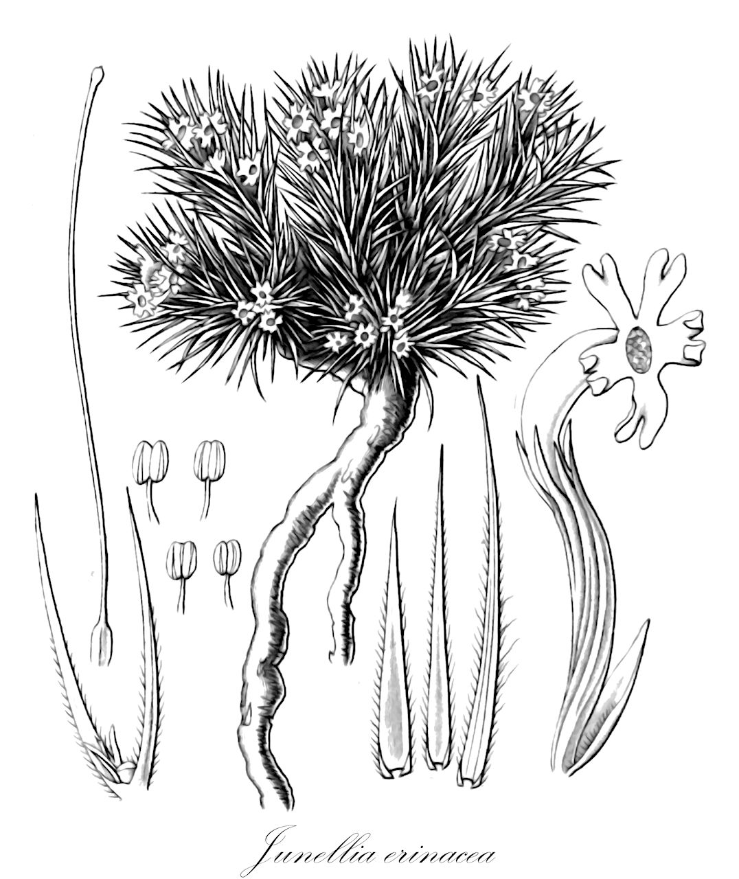 Junellia erinacea - Verbenaceae,Plantae,Pteridobiotina,Angiosperms,Lamiales,Verbenaceae,Junellia,Junellia erinacea,Verbena erinacea