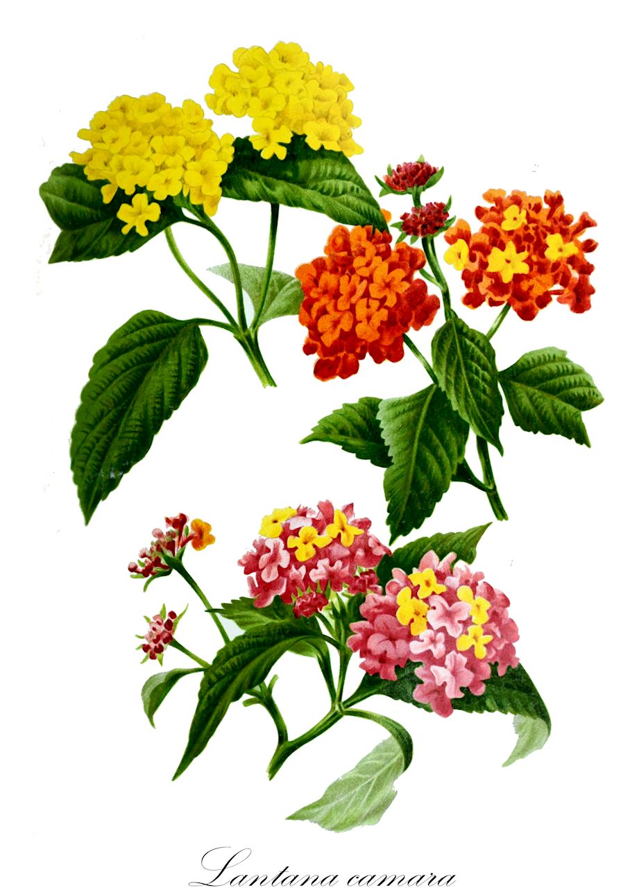 Lantana camara - Verbenaceae,Plantae,Pteridobiotina,Angiosperms,Lamiales,Verbenaceae,Lantana,Lantana camara,Camara vulgaris, Lantana bahamensis f. albiflora, Lantana camara f. camara, Lantana camara f. nana, Lantana camara var. camara, Lantana camara var. nana, Lantana coccinea, Lantana glandulosissima f. aculeatissima, Lantana mexicana, Lantana spinosa,Wandelröschen;Wandelröschen