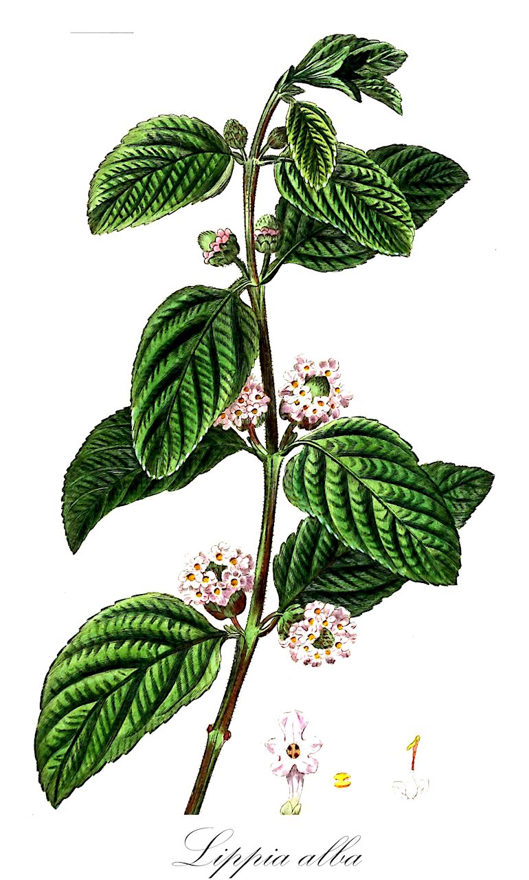 Lippia alba - Verbenaceae,Plantae,Pteridobiotina,Angiosperms,Lamiales,Verbenaceae,Lippia,Lippia alba,Camara alba, Lantana alba, Lantana alba f. rubella, Lantana cuneatifolia, Lantana geminata, Lantana lippioides, Lantana malabarica, Lantana mollissima, Lantana odorata, Lippia alba f. alba, Lippia alba f. intermedia, Lippia alba f. macrophylla, Lippia alba f. scabra, Lippia alba var. carterae, Lippia alba var. globiflora, Lippia asperifolia, Lippia carterae, Lippia citrata, Lippia crenata, Lippia geminata, Lippia geminata var. microphylla, Lippia globiflora, Lippia globiflora f. lilacina, Lippia globiflora var. geminata, Lippia globiflora var. normalis, Lippia havanensis, Lippia lantanifolia, Lippia lantanoides, Lippia lantanoides, Lippia obovata, Lippia panamensis, Lippia rondonensis, Lippia unica, Verbena globiflora, Verbena globulifera, Verbena lantanoides, Zappania geminata, Zappania globiflora, Zappania globiflora, Zappania lantanoides, Zappania odorata