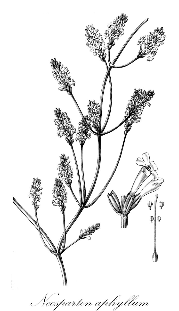 Neosparton aphyllum - Verbenaceae,Plantae,Pteridobiotina,Angiosperms,Lamiales,Verbenaceae,Neosparton,Neosparton aphyllum,Verbena aphylla