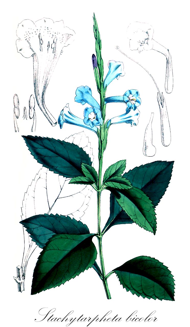 Stachytarpheta bicolor - Verbenaceae,Plantae,Pteridobiotina,Angiosperms,Lamiales,Verbenaceae,Stachytarpheta,Stachytarpheta bicolor,Stachytarpheta bicolor f. pilosula, Valerianoides bicolor