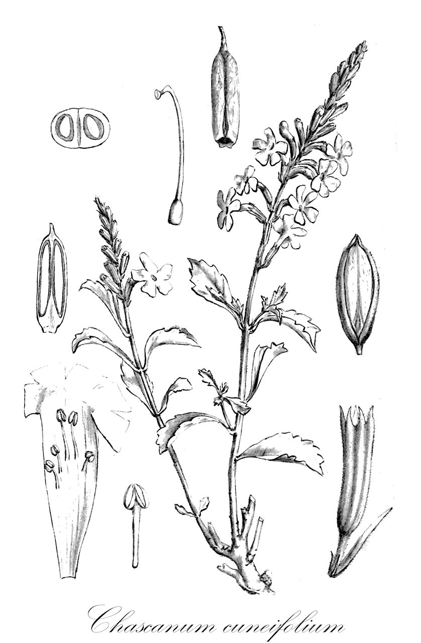 Chascanum cuneifolium - Verbenaceae,Plantae,Pteridobiotina,Angiosperms,Lamiales,Verbenaceae,Chascanum,Chascanum cuneifolium,Bouchea cuneifolia, Bouchea dehiscens, Buchnera cuneifolia, Buchnera cuneifolia, Chascanum dehiscens, Deniseia dehiscens, Denisia dehiscens, Phryma dehiscens, Plexipus cuneifolius