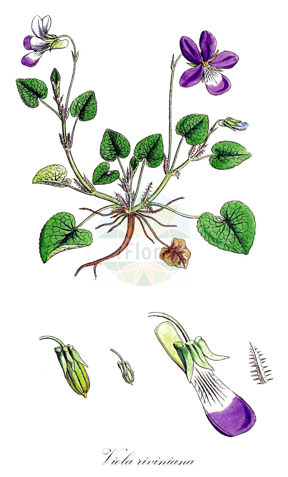 Historische Abbildung von Viola riviniana (Hain-Veilchen - Common Dog-violet). Das Bild zeigt Blatt, Bluete, Frucht und Same. ---- Historical Drawing of Viola riviniana (Hain-Veilchen - Common Dog-violet).The image is showing leaf, flower, fruit and seed.(Viola riviniana,Hain-Veilchen,Common Dog-violet,Viola caniniformis,Viola insularis,Viola sylvestris subsp. riviniana,Rivinius-Veilchen,Viola,Veilchen,violet,Violaceae,Veilchengewaechse,Violet family,Blatt,Bluete,Frucht,Same,leaf,flower,fruit,seed,Sowerby (1790-1813))