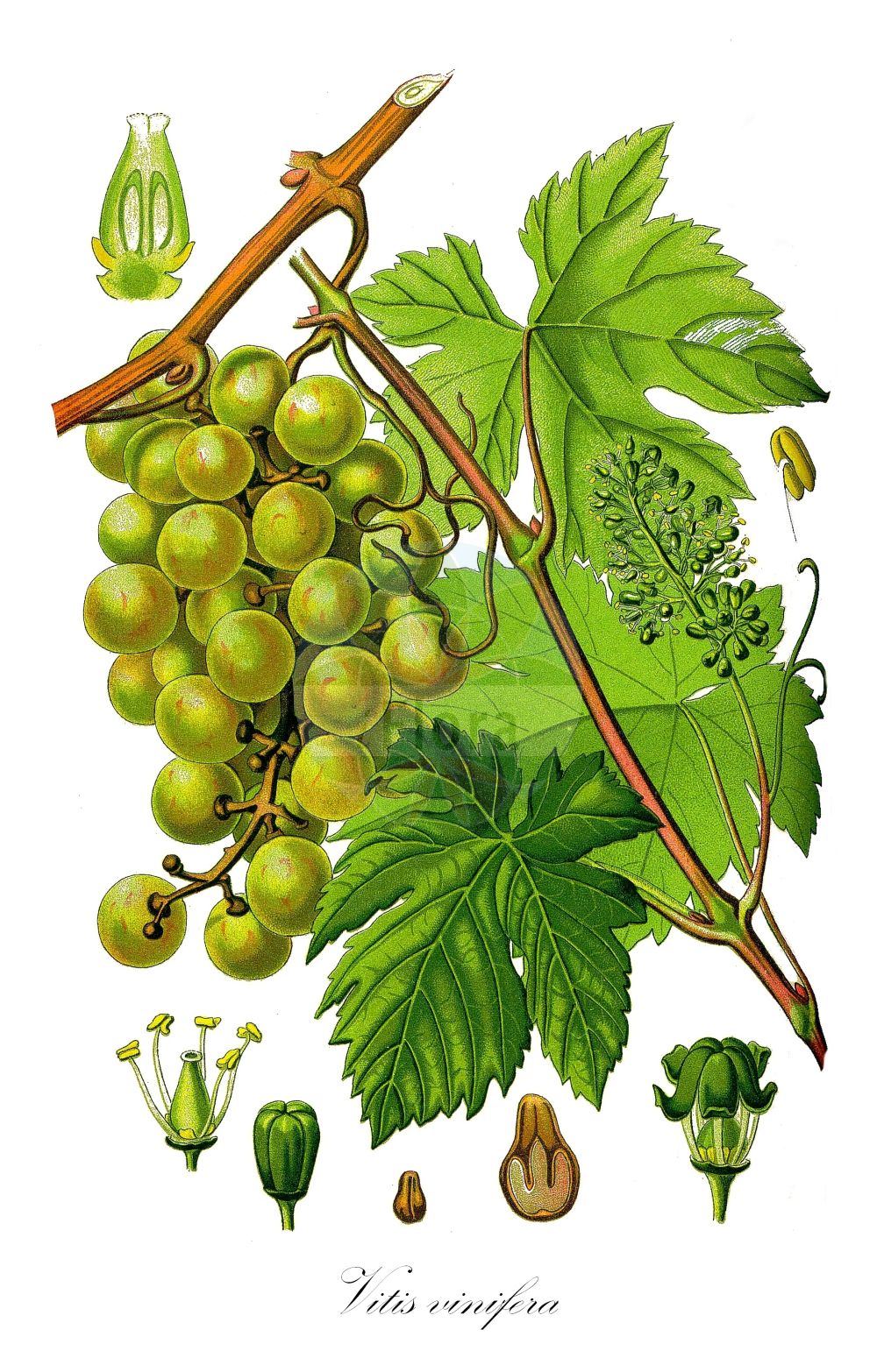 Historische Abbildung von Vitis vinifera (Weinrebe - Grape-vine). ---- Historical Drawing of Vitis vinifera (Weinrebe - Grape-vine).(Vitis vinifera,Weinrebe,Grape-vine,Cissus vinifera,Vitis laciniosa,Vitis sylvestris,Vitis vinifera,Vitis vinifera var. sylvestris,Weinrebe,Echte Weinrebe,Kultur-Weinrebe,Grape-vine,Common Grapevine,Wine Grape,European Grape,Wild Grape,Vitis,Rebe,Grapevine,Vitaceae,Weingewächse,Grape family,Thomé (1885))
