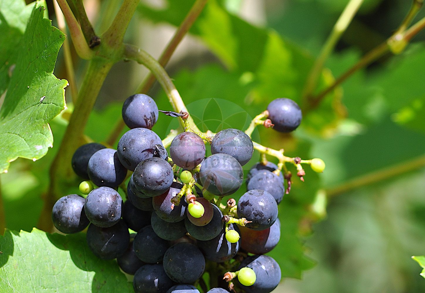 Foto von Vitis vinifera (Weinrebe - Grape-vine). ---- Photo of Vitis vinifera (Weinrebe - Grape-vine).(Vitis vinifera,Weinrebe,Grape-vine,Cissus vinifera,Vitis laciniosa,Vitis sylvestris,Vitis vinifera,Vitis vinifera var. sylvestris,Weinrebe,Echte Weinrebe,Kultur-Weinrebe,Grape-vine,Common Grapevine,Wine Grape,European Grape,Wild Grape,Vitis,Rebe,Grapevine,Vitaceae,Weingewächse,Grape family)