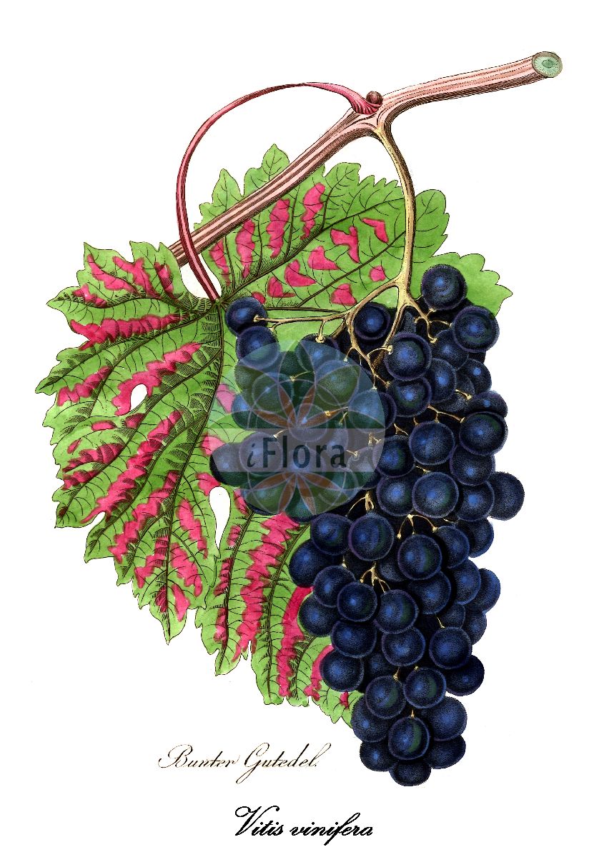 Historische Abbildung von Vitis vinifera (Echte Weinrebe - Grape-vine). Das Bild zeigt Blatt, Bluete, Frucht und Same. ---- Historical Drawing of Vitis vinifera (Echte Weinrebe - Grape-vine). The image is showing leaf, flower, fruit and seed.(Vitis vinifera,Echte Weinrebe,Grape-vine,Cissus vinifera,Vitis laciniosa,Vitis sylvestris,Kultur-Weinrebe,Weinrebe,Weinstock,Wilde Weinrebe,Common Grapevine,European Grape,Wild Grape,Wine Grape,Vitis,Echte Weinrebe,Grape,Vitaceae,Weinrebengewächse,Grape Family,Blatt,Bluete,Frucht,Same,leaf,flower,fruit,seed,Bertuch (1815-1824))