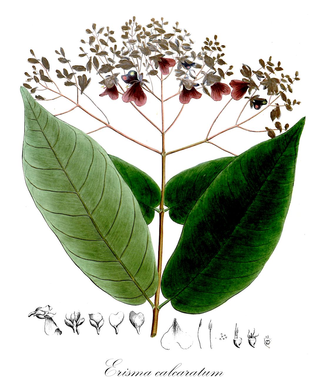 Erisma calcaratum - Vochysiaceae,Plantae,Pteridobiotina,Angiosperms,Myrtales,Vochysiaceae,Erisma,Erisma calcaratum,Debraea violacea, Ditmaria violacea, Erisma violaceum, Qualea calcarata