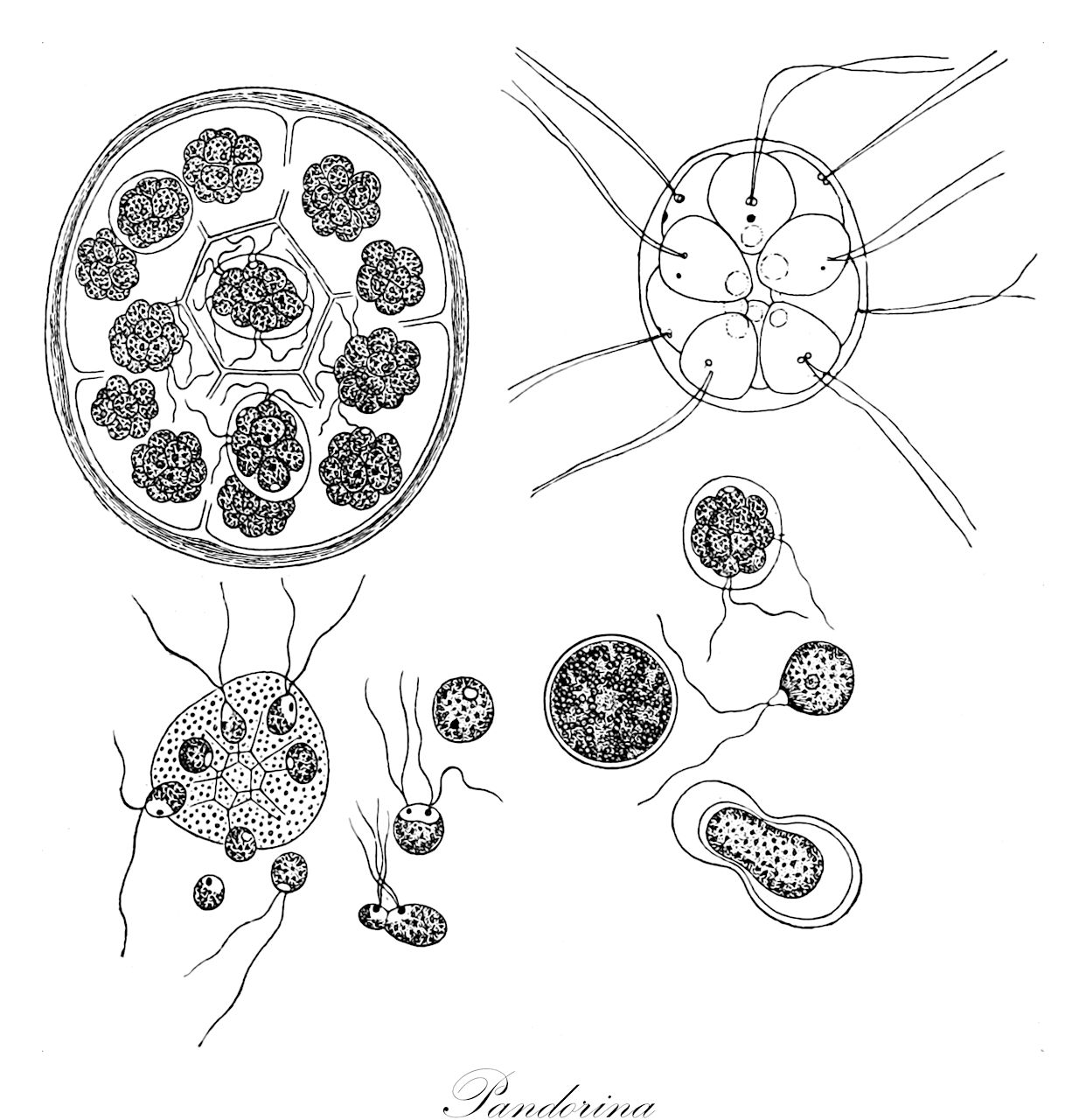 Pandorina - Chlorophyta,Biota,Plantae,Chlorophyta,Chlorophytina,Chlorophyceae,Chlamydomonadales,Volvocaceae,Pandorina