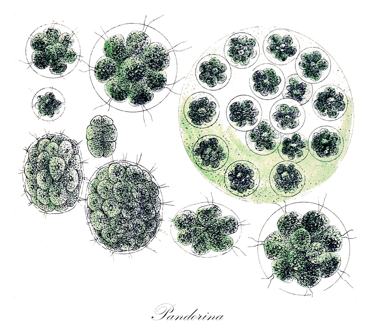 Pandorina - Volvocaceae,Biota,Plantae,Chlorophyta,Chlorophytina,Chlorophyceae,Chlamydomonadales,Volvocaceae,Pandorina