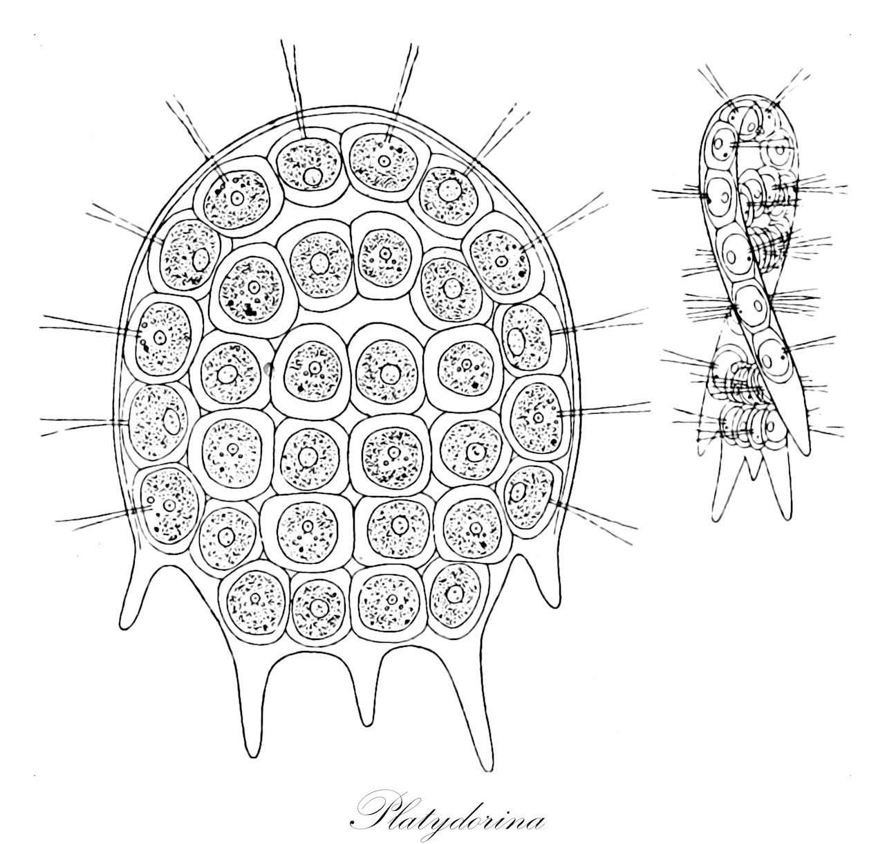 Platydorina - Chlorophyta,Biota,Plantae,Chlorophyta,Chlorophytina,Chlorophyceae,Chlamydomonadales,Volvocaceae,Platydorina