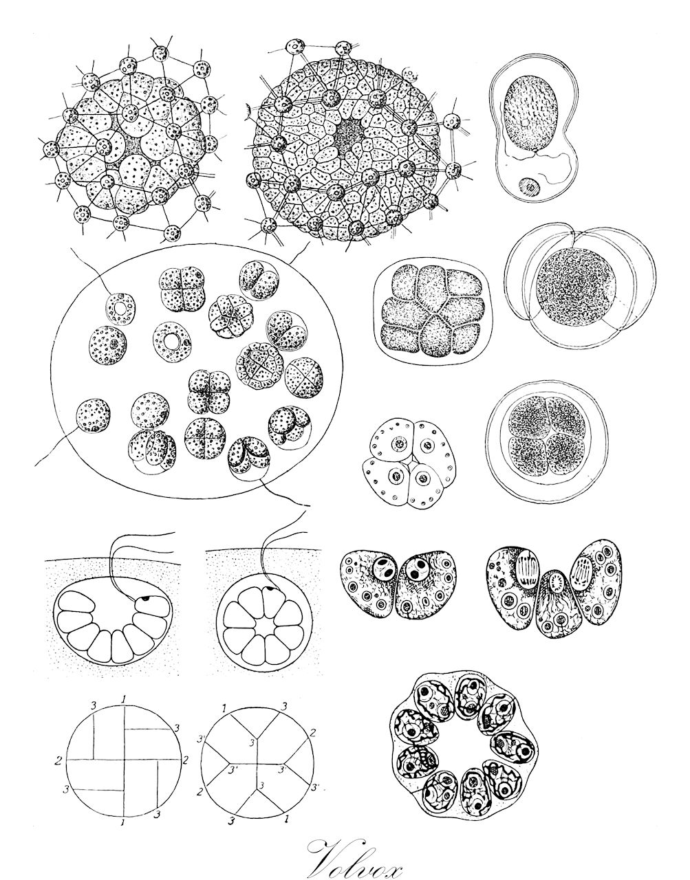 Volvox - Chlorophyta,Biota,Plantae,Chlorophyta,Chlorophytina,Chlorophyceae,Chlamydomonadales,Volvocaceae,Volvox