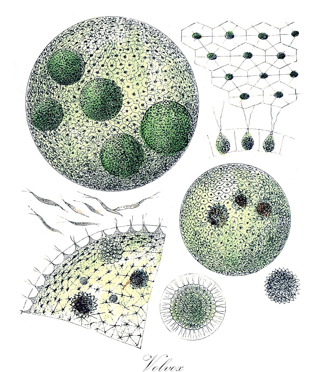 Volvox - Volvocaceae,Biota,Plantae,Chlorophyta,Chlorophytina,Chlorophyceae,Chlamydomonadales,Volvocaceae,Volvox