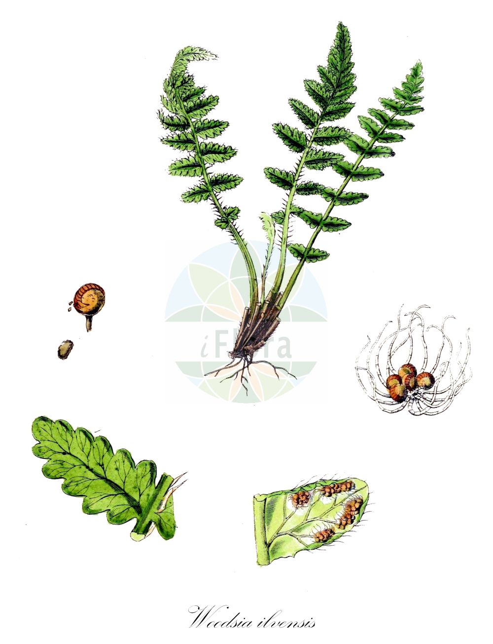 Historische Abbildung von Woodsia ilvensis (Südlicher Wimperfarn - Oblong Woodsia). Das Bild zeigt Blatt, Bluete, Frucht und Same. ---- Historical Drawing of Woodsia ilvensis (Südlicher Wimperfarn - Oblong Woodsia). The image is showing leaf, flower, fruit and seed.(Woodsia ilvensis,Südlicher Wimperfarn,Oblong Woodsia,Acrostichum ilvense,Nephrodium rufidulum,Woodsia ilvensis,Woodsia rufidula,Suedlicher Wimperfarn,Rostroter Wimperfarn,Oblong Woodsia,Rusty Woodsia,Woodsia,Wimperfarn,Cliff Fern,Woodsiaceae,Wimperfarngewächse,Cliff Fern family,Blatt,Bluete,Frucht,Same,leaf,flower,fruit,seed,Sowerby (1790-1813))