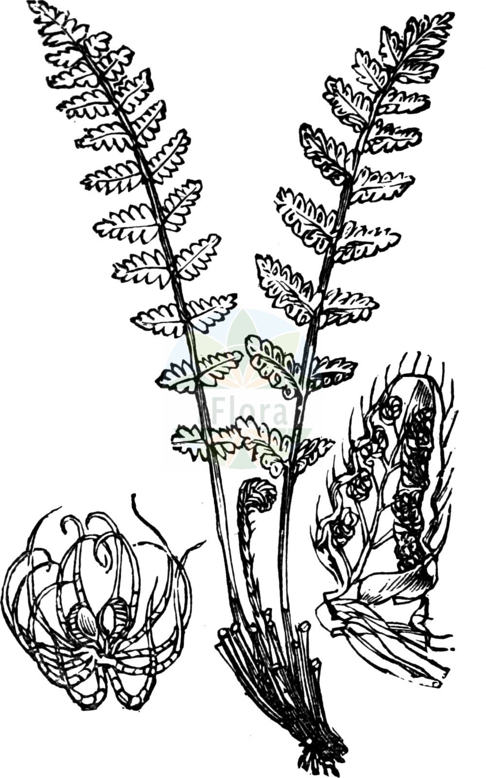 Historische Abbildung von Woodsia ilvensis (Südlicher Wimperfarn - Oblong Woodsia). Das Bild zeigt Blatt, Bluete, Frucht und Same. ---- Historical Drawing of Woodsia ilvensis (Südlicher Wimperfarn - Oblong Woodsia). The image is showing leaf, flower, fruit and seed.(Woodsia ilvensis,Südlicher Wimperfarn,Oblong Woodsia,Acrostichum ilvense,Nephrodium rufidulum,Woodsia ilvensis,Woodsia rufidula,Suedlicher Wimperfarn,Rostroter Wimperfarn,Oblong Woodsia,Rusty Woodsia,Woodsia,Wimperfarn,Cliff Fern,Woodsiaceae,Wimperfarngewächse,Cliff Fern family,Blatt,Bluete,Frucht,Same,leaf,flower,fruit,seed,Fitch et al. (1880))