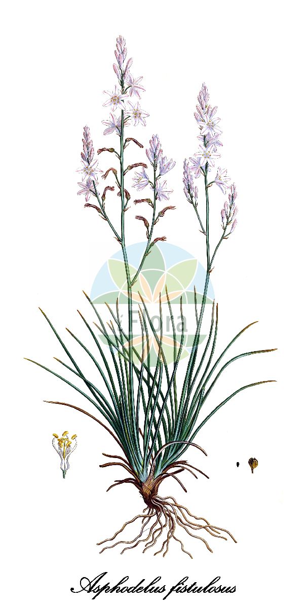 Historische Abbildung von Asphodelus fistulosus (Röhriger Affodill - Onion-weed). Das Bild zeigt Blatt, Bluete, Frucht und Same. ---- Historical Drawing of Asphodelus fistulosus (Röhriger Affodill - Onion-weed). The image is showing leaf, flower, fruit and seed.(Asphodelus fistulosus,Röhriger Affodill,Onion-weed,Asphodeloides ramosa,Ophioprason fistulosum,Verinea fistulosa,Asphodelus,Affodill,Asphodel,Xanthorrhoeaceae,Tagliliengewächse,Blatt,Bluete,Frucht,Same,leaf,flower,fruit,seed,Sibthorp & Smith (1806-1840))