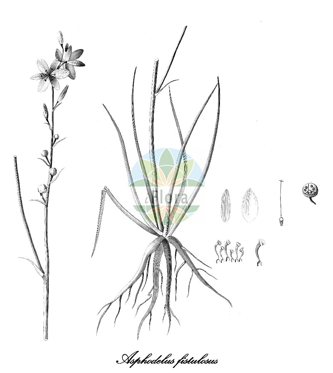 Historische Abbildung von Asphodelus fistulosus (Röhriger Affodill - Onion-weed). Das Bild zeigt Blatt, Bluete, Frucht und Same. ---- Historical Drawing of Asphodelus fistulosus (Röhriger Affodill - Onion-weed). The image is showing leaf, flower, fruit and seed.(Asphodelus fistulosus,Röhriger Affodill,Onion-weed,Asphodeloides ramosa,Ophioprason fistulosum,Verinea fistulosa,Asphodelus,Affodill,Asphodel,Xanthorrhoeaceae,Tagliliengewächse,Blatt,Bluete,Frucht,Same,leaf,flower,fruit,seed,Cavanilles (1785-1790))