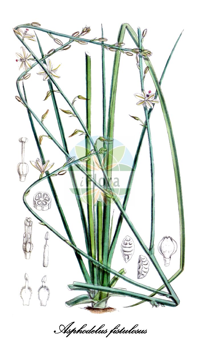 Historische Abbildung von Asphodelus fistulosus (Röhriger Affodill - Onion-weed). Das Bild zeigt Blatt, Bluete, Frucht und Same. ---- Historical Drawing of Asphodelus fistulosus (Röhriger Affodill - Onion-weed). The image is showing leaf, flower, fruit and seed.(Asphodelus fistulosus,Röhriger Affodill,Onion-weed,Asphodeloides ramosa,Ophioprason fistulosum,Verinea fistulosa,Asphodelus,Affodill,Asphodel,Xanthorrhoeaceae,Tagliliengewächse,Blatt,Bluete,Frucht,Same,leaf,flower,fruit,seed,Curtis Botanical Magazine (1883))