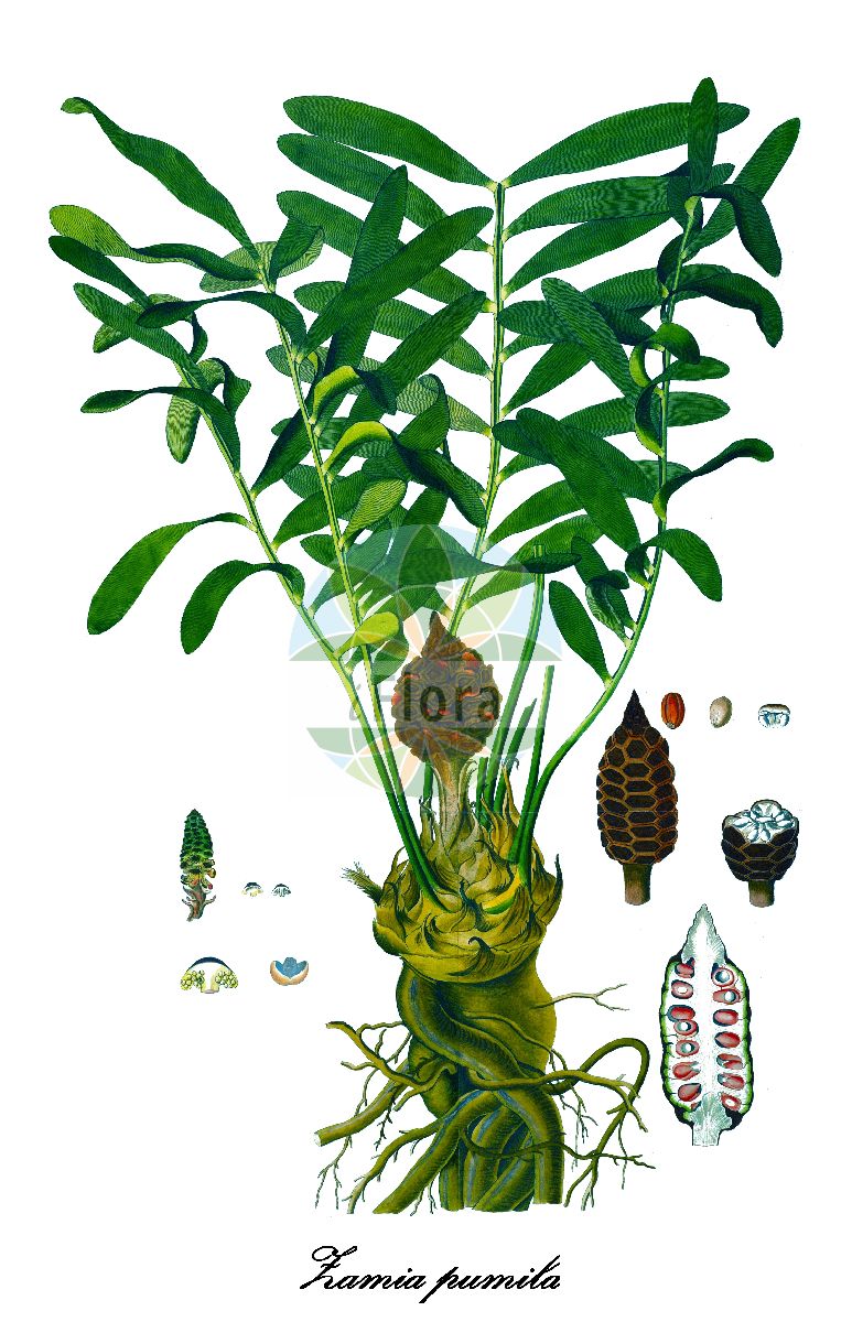 Historische Abbildung von Zamia pumila (Coontie). Das Bild zeigt Blatt, Bluete, Frucht und Same. ---- Historical Drawing of Zamia pumila (Coontie). The image is showing leaf, flower, fruit and seed.(Zamia pumila,Coontie,Zamia,Zamiaceae,Sago-palm Family,Blatt,Bluete,Frucht,Same,leaf,flower,fruit,seed,von Jacquin (1781-1793))