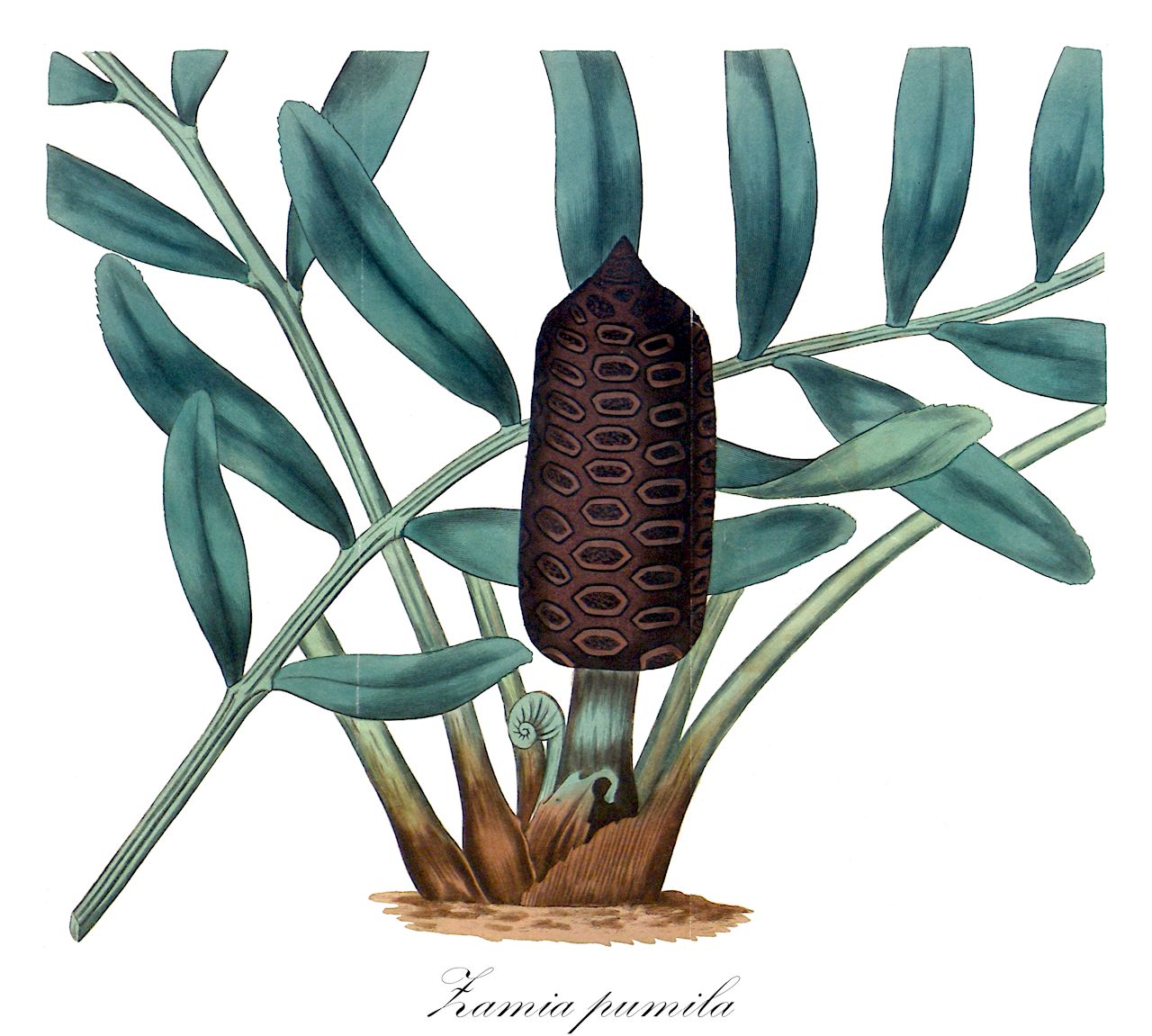 Zamia pumila - Zamiaceae,Plantae,Pteridobiotina,Cycadophyta,Cycadopsida,Cycadidae,Cycadales,Zamiaceae,Zamia,Zamia pumila,Encephalartos pumilus, Palmifolium debile, Palmifolium pumilum, Zamia allison-armourii, Zamia concinna, Zamia cylindrica, Zamia debilis, Zamia debilis, Zamia humilis, Zamia laeta, Zamia latifoliolata, Zamia media var. commeliniana, Zamia pumila subsp. pumila,coontie;florida arrowroot