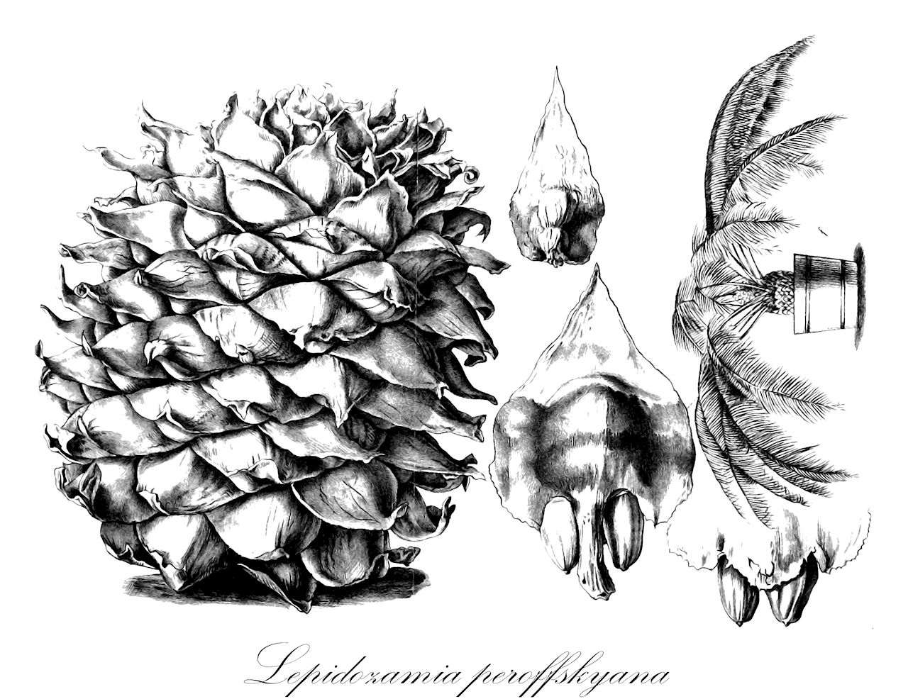 Lepidozamia peroffskyana - Zamiaceae,Plantae,Pteridobiotina,Cycadophyta,Cycadopsida,Cycadidae,Cycadales,Zamiaceae,Lepidozamia,Lepidozamia peroffskyana,Catakidozamia macleayi, Encephalartos denisonii, Lepidozamia denisonii, Lepidozamia minor, Macrozamia denisonii, Macrozamia gigas, Macrozamia peroffskyana, Zamia macleayi