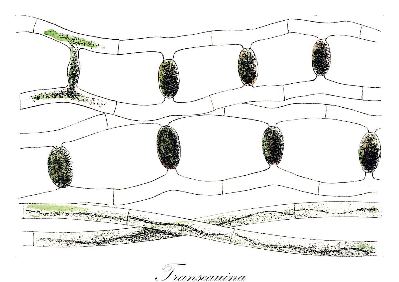 Transeauina - Charophyta,Biota,Plantae,Charophyta,Conjugatophyceae,Zygnematales,Zygnemataceae,Transeauina,Debarya